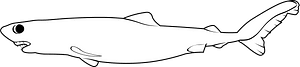 Crocodile shark (Pseudocarcharias kamoharai)