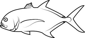 Crevalle jack (Caranx hippos)