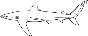 Copper shark (Carcharhinus brachyurus)