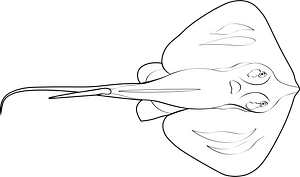 Common stingray (Dasyatis pastinaca)