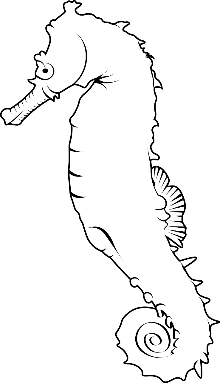 Common seahorse (Hippocampus kuda)