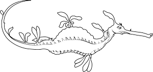 Common seadragon (Phyllopteryx taeniolatus)