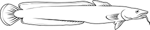 Common ling (Molva molva)