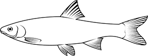 Common dace (Leuciscus leuciscus)