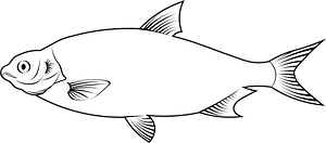 Common dace (Leuciscus leuciscus)