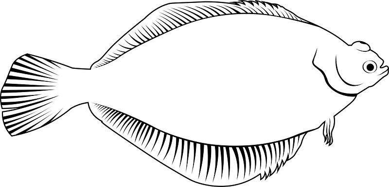 Common dab (Limanda limanda)