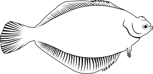 Common dab (Limanda limanda)