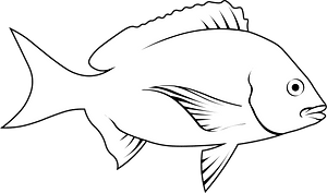 Common bream (Abramis brama)