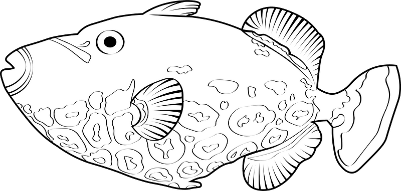 Clown triggerfish (Balistoides conspicillum)