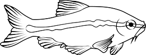 Cherry barb (Puntius titteya)