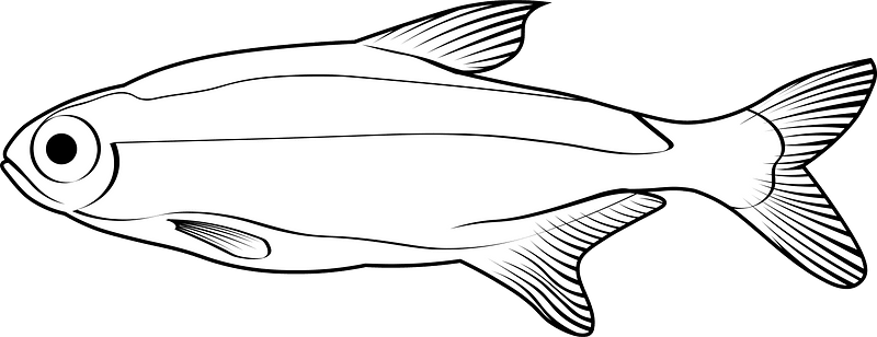 Cardinal tetra (Paracheirodon axelrodi)