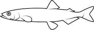 Capelin (Mallotus villosus)