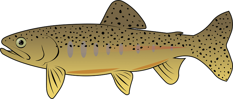 California golden trout (Oncorhynchus aguabonita)