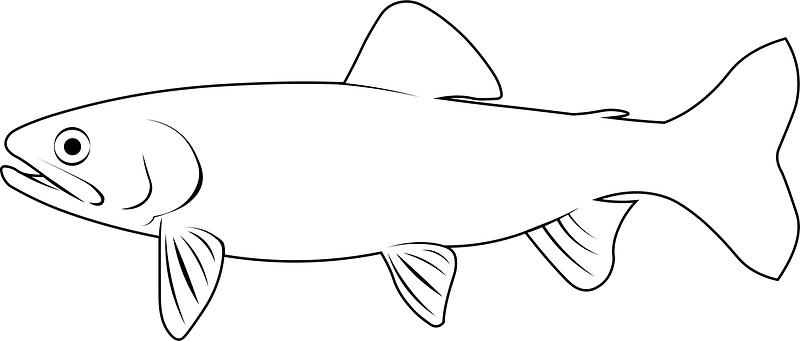 California golden trout (Oncorhynchus aguabonita)