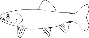 California golden trout (Oncorhynchus aguabonita)