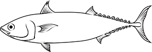 Bullet tuna (auxis rochei)