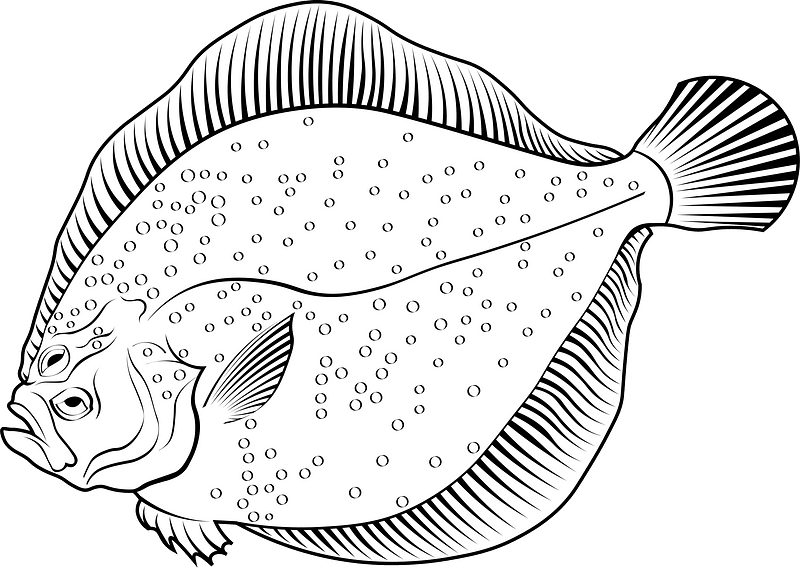 Brill (Scophthalmus rhombus)