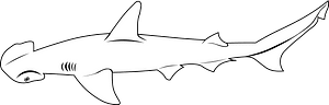 Bonnethead shark (Duane Raver)