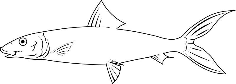 Bonefish (Albula vulpes) - Free vector clipart images on creazilla.com