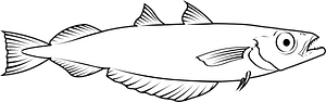 Blue whiting (Micromesistius poutassou)