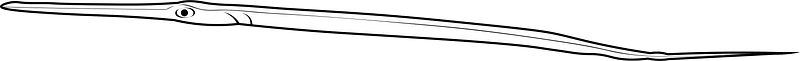 Bluespotted cornetfish (Fistularia commersonii)