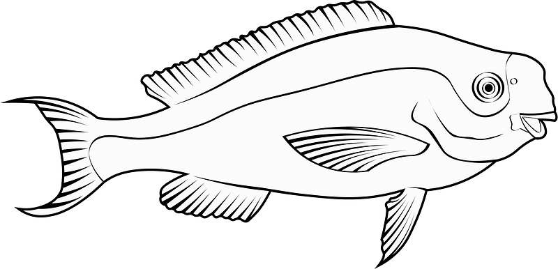Blue parrotfish (Scarus coeruleus)