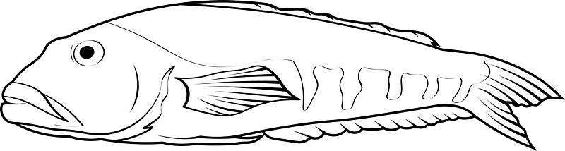 Blue cod (Parapercis colias)