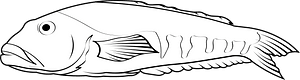 Blue cod (Parapercis colias)