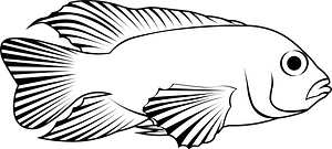 Blue acara (Andinoacara pulcher)