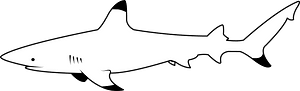 Blacktip reef shark (Carcharhinus melanopterus)