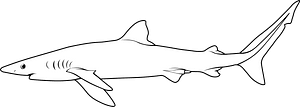 Blacknose shark (Carcharhinus acronotus)