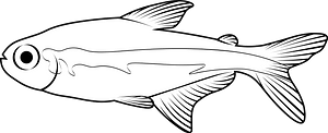 Black neon tetra (Hyphessobrycon herbertaxelrodi)