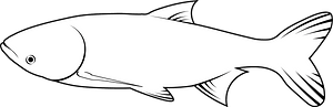 Bighead carp (Hypophthalmichthys nobilis)