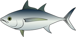 Bigeye tuna (Thunnus obesus)