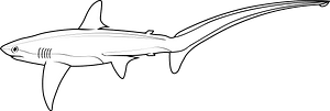 Bigeye thresher (Alopias superciliosus)