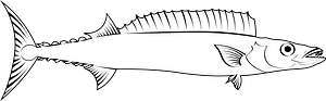 Barracouta (Thyrsites atun)