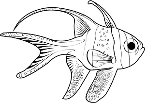 Banggai cardinalfish (Pterapogon kauderni)