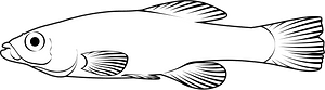 Banded killifish (Fundulus diaphanus)