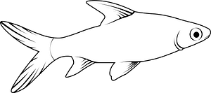 Bala shark (Balantiocheilos melanopterus)