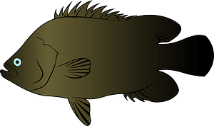Atlantic Tripletail (Lobotes surinamensis)