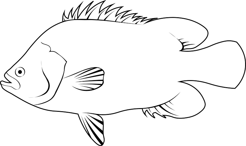 Atlantic Tripletail (Lobotes surinamensis)