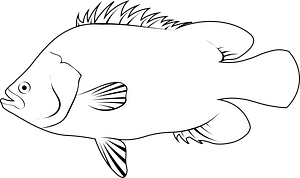 Atlantic Tripletail (Lobotes surinamensis)