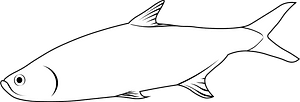 Atlantic tarpon (Megalops atlanticus)