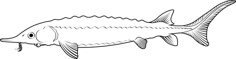 Atlantic sturgeon (Acipenser oxyrinchus oxyrinchus)