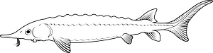 Atlantic sturgeon (Acipenser oxyrinchus oxyrinchus)