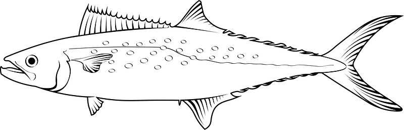 Atlantic Spanish mackerel (Scomberomorus maculatus)