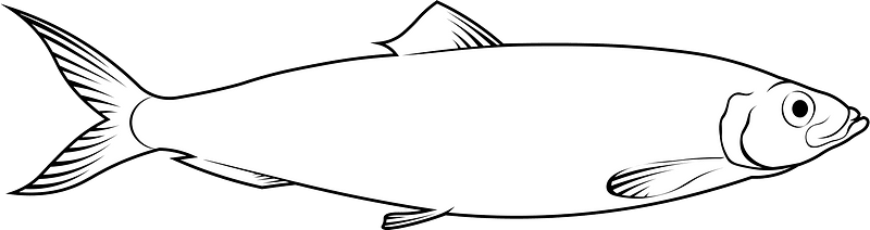 Atlantic herring (Clupea harengus)
