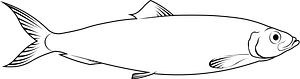 Atlantic herring (Clupea harengus)