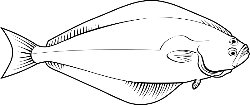 Atlantic halibut (Hippoglossus hippoglossus)