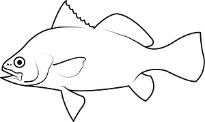 Atlantic croaker (Micropogonias undulatus)